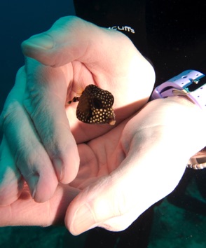 Shannon with baby Trunk Fish
